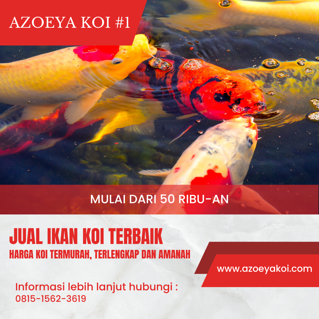 Jual Ikan Koi Terbaik Harga Koi Termurah Terlengkap