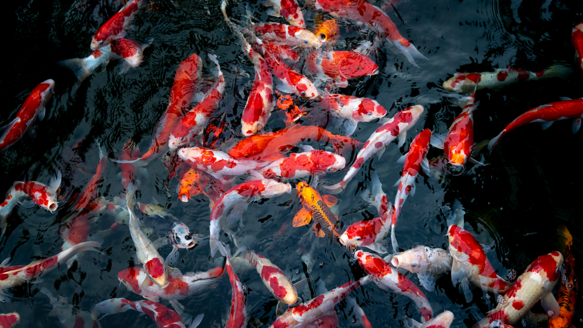 Penanganan Ikan koi Sakit