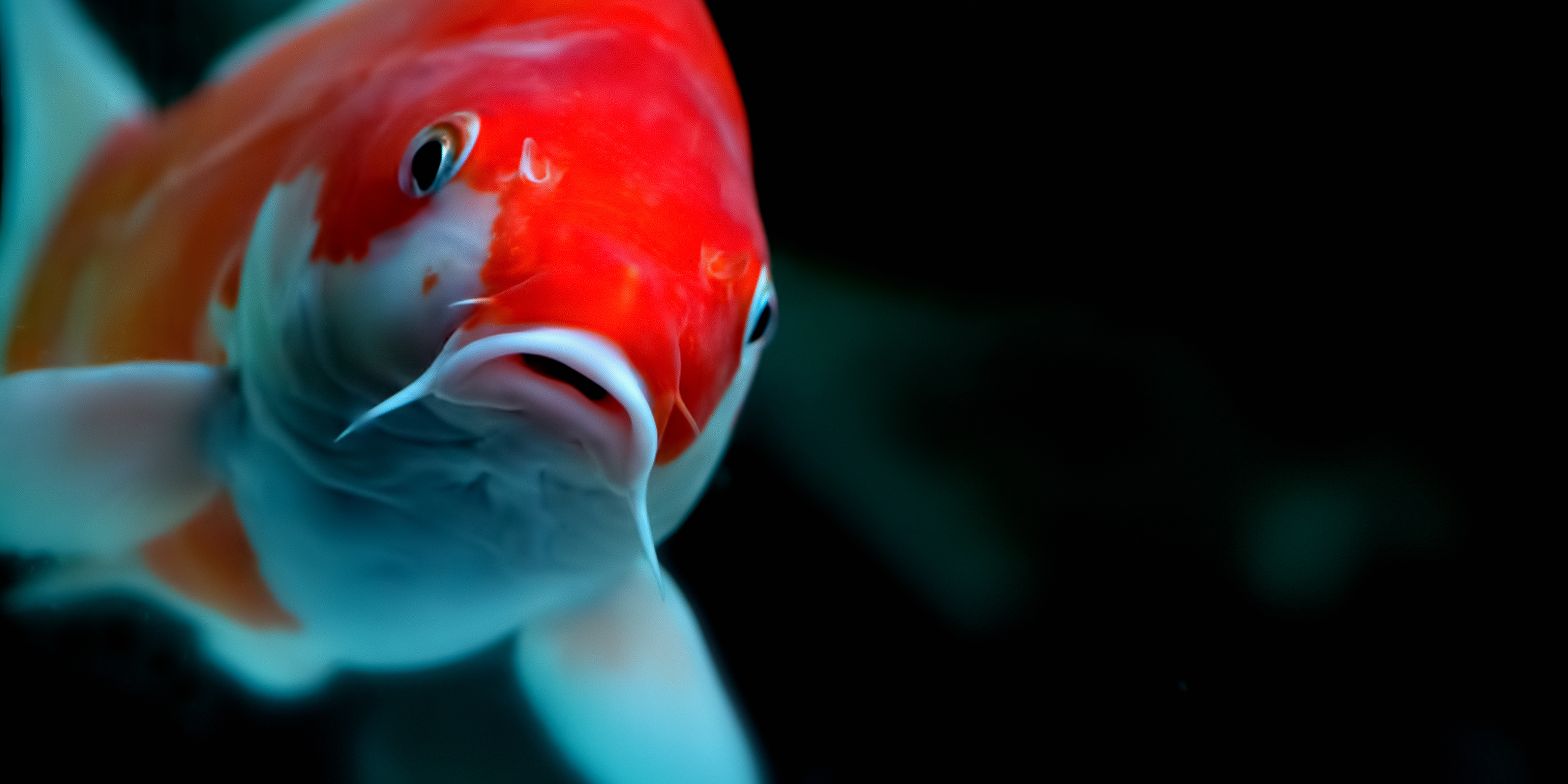 Cara Memelihara Ikan Koi Dalam Kolam Agar Sehat