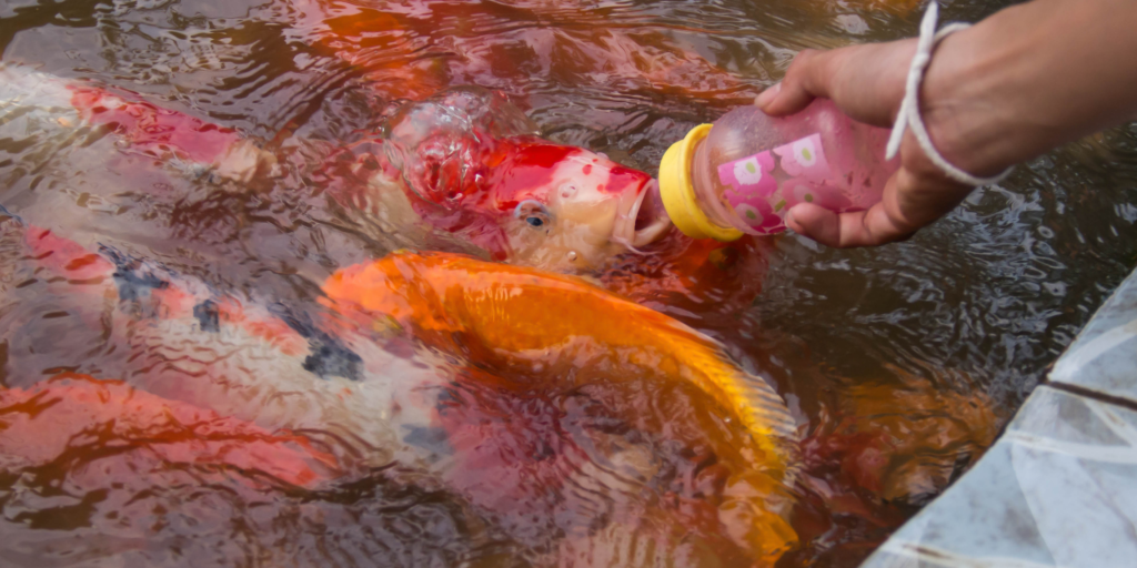 Ayo Beli Ikan Koi Berkualitas Terbaik di Azoeyakoi