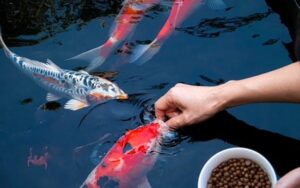 Cara Merawat Ikan Koi Agar Sehat dan Cantik