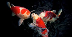 Ikan Koi: Asal Usul dan Sejarahnya
