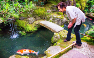Ikan Koi Azoeyakoi Blitar Keindahan yang Mewah di Kolam Anda