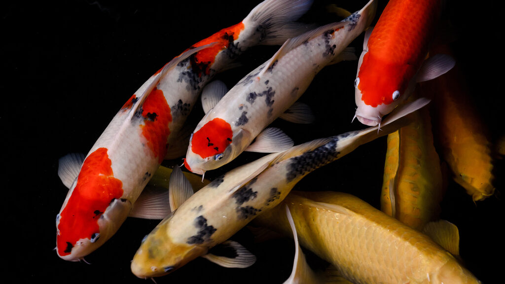 Ikan Koi dengan Warna yang Menakjubkan Tersedia di Azoeyakoi