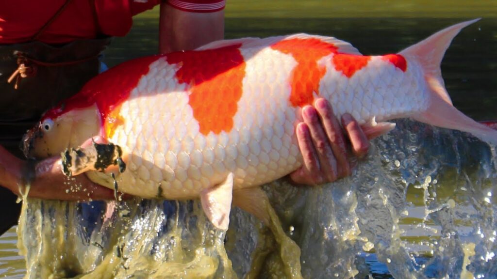 Jual Ikan Koi Azoeyakoi Blitar Dapatkan Kualitas Terbaik