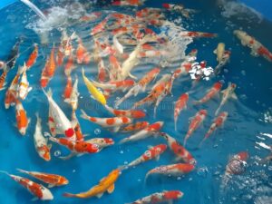 Jual Ikan Koi Berkualitas di Azoeyakoi Toko Online Terpercaya