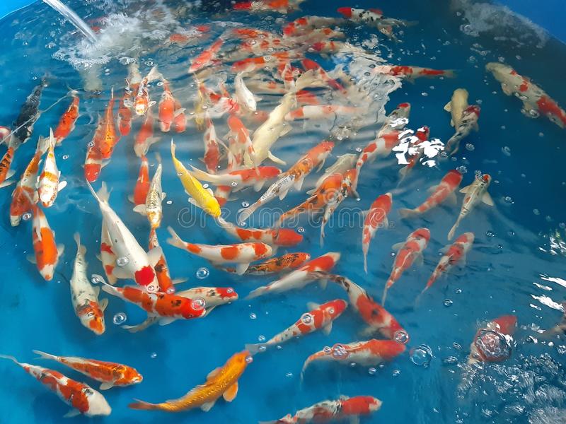 Jual Ikan Koi Berkualitas di Azoeyakoi Toko Online Terpercaya