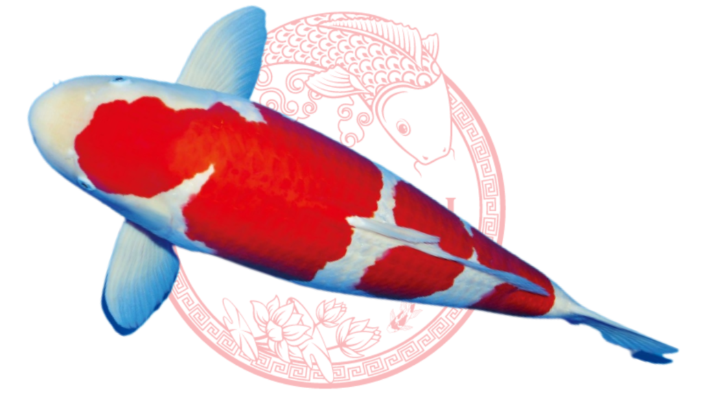 Jual Ikan Koi Kohaku