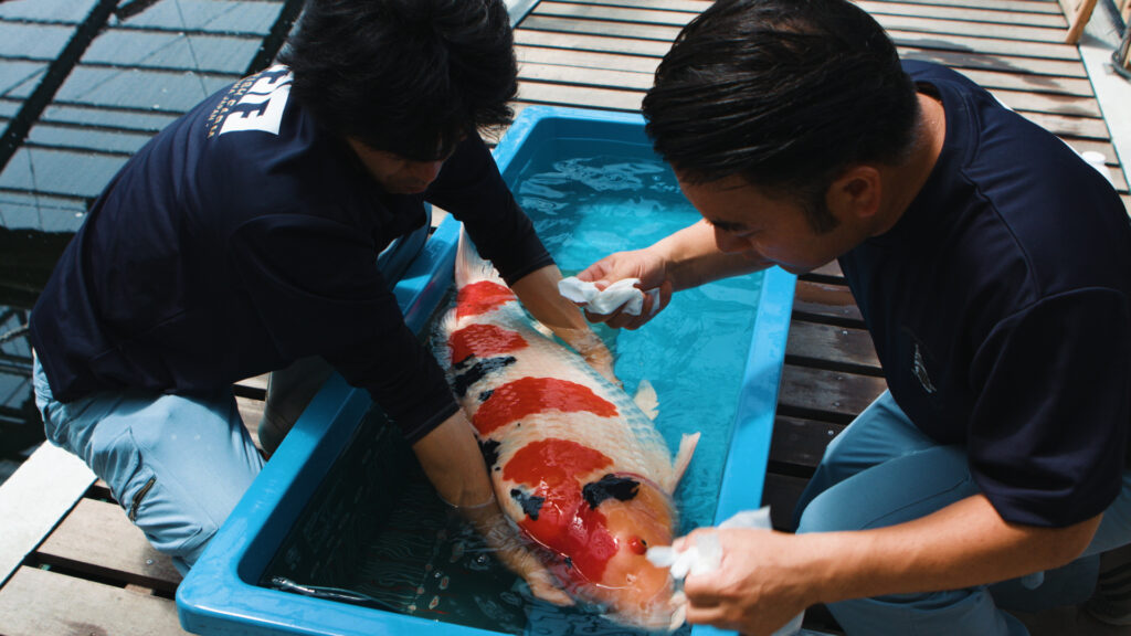 Jual Ikan Koi Murah dan Berkualitas di Azoeyakoi