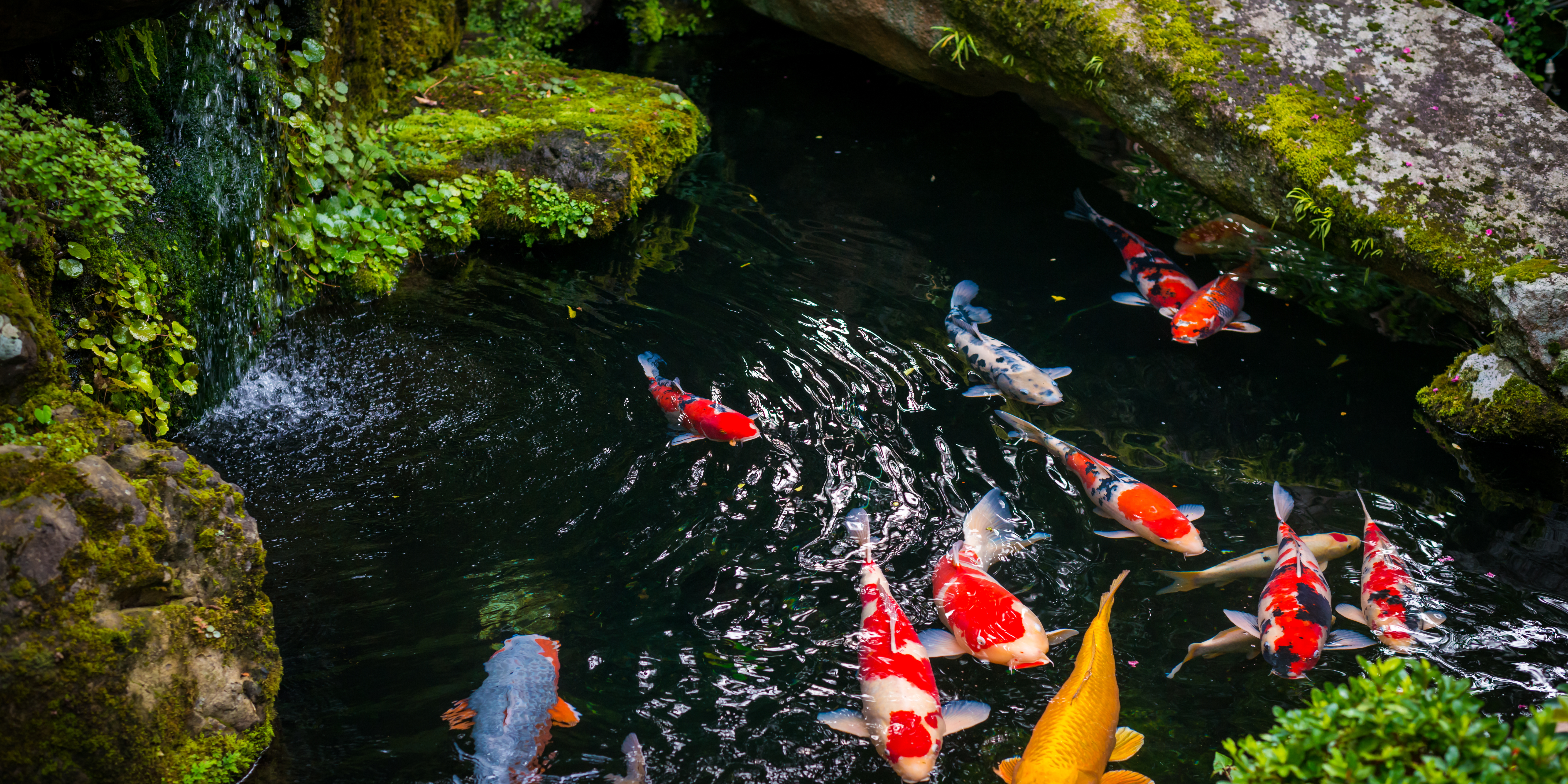 Keindahan Ikan Koi dalam Kolam Hias