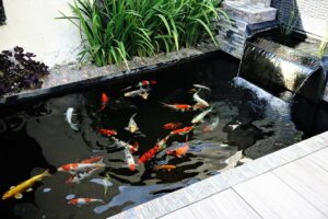 Kolam Ikan Koi Azoeyakoi Blitar Solusi bagi Pecinta Ikan Hias