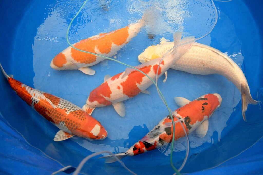 Pusat Penjualan Ikan Koi Terpercaya dan Berkualitas