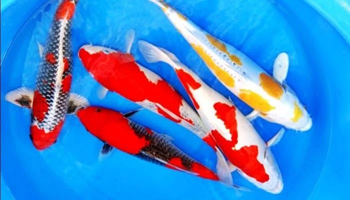 Perbedaan Ikan Koi Jepang Dan Ikan Koi Lokal