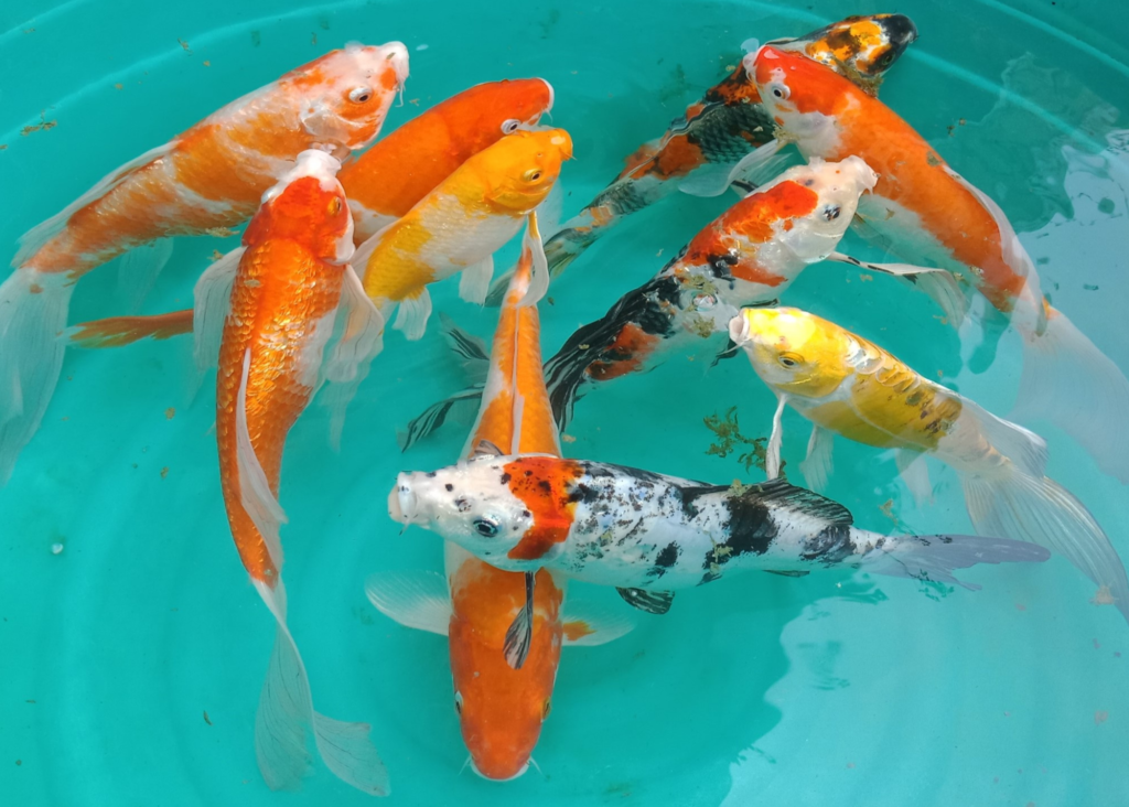 Diskon Menarik untuk Pembelian Ikan Koi di Azoeyakoi