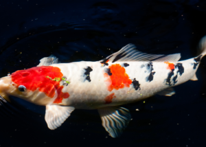 Ikan Koi Indukan Berkualitas Terbaik Tersedia di Azoeyakoi