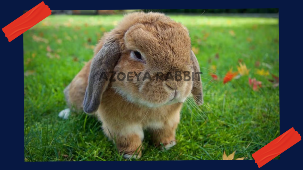 Holland Lop