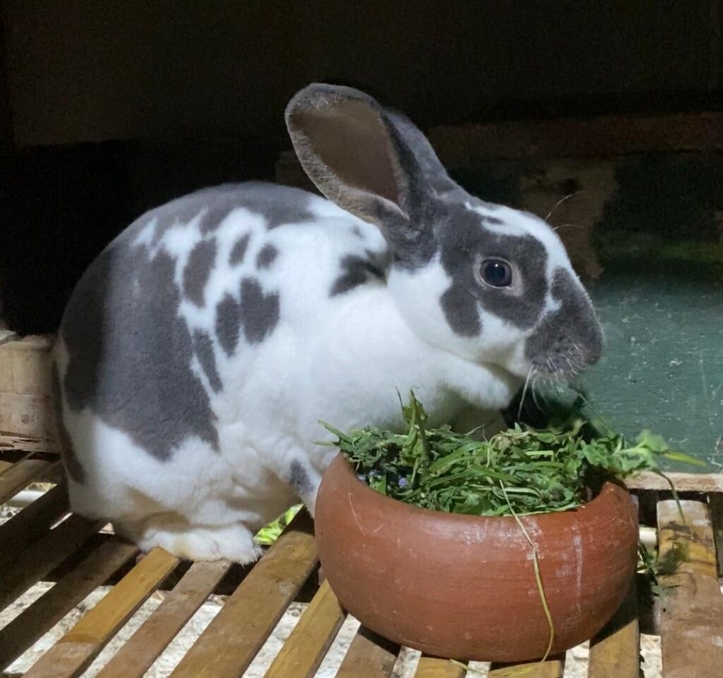 Berapa sering Kelinci harus di beri makan