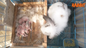 Resiko anak kelinci yang baru lahir