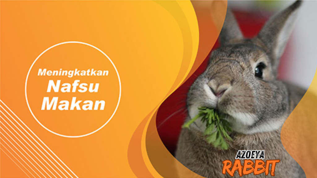 Suplemen yang bagus buat kelinci pedaging