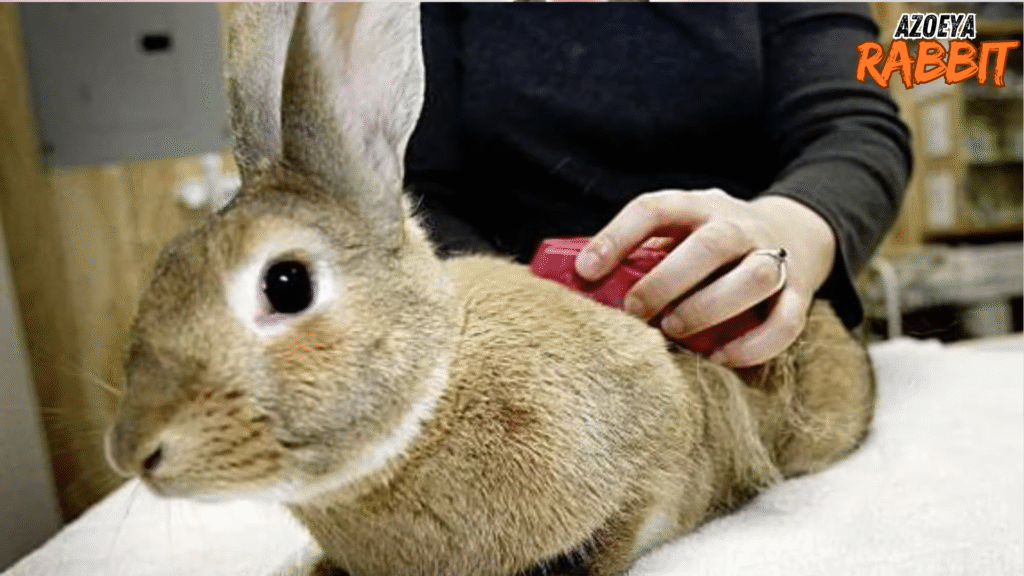 Frekuensi grooming kelinci