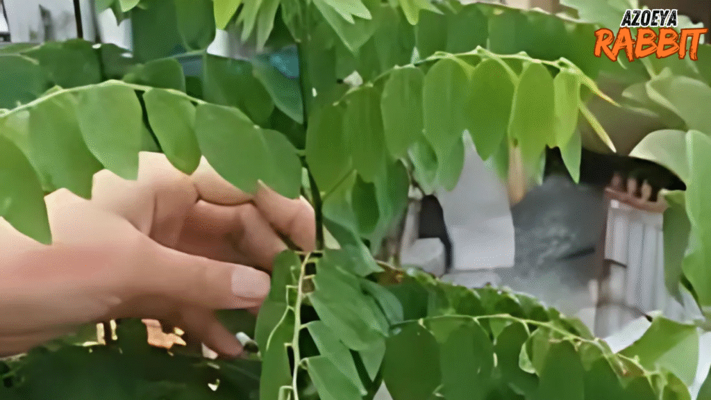 Daun katuk ternyata bagus untuk kelinci
