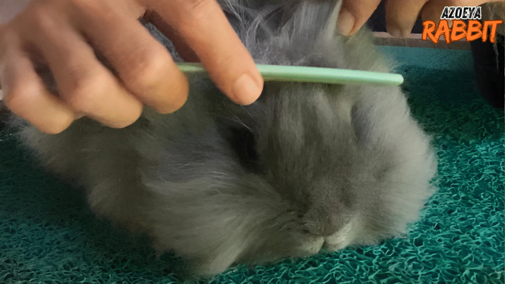 Manfaat grooming kelinci