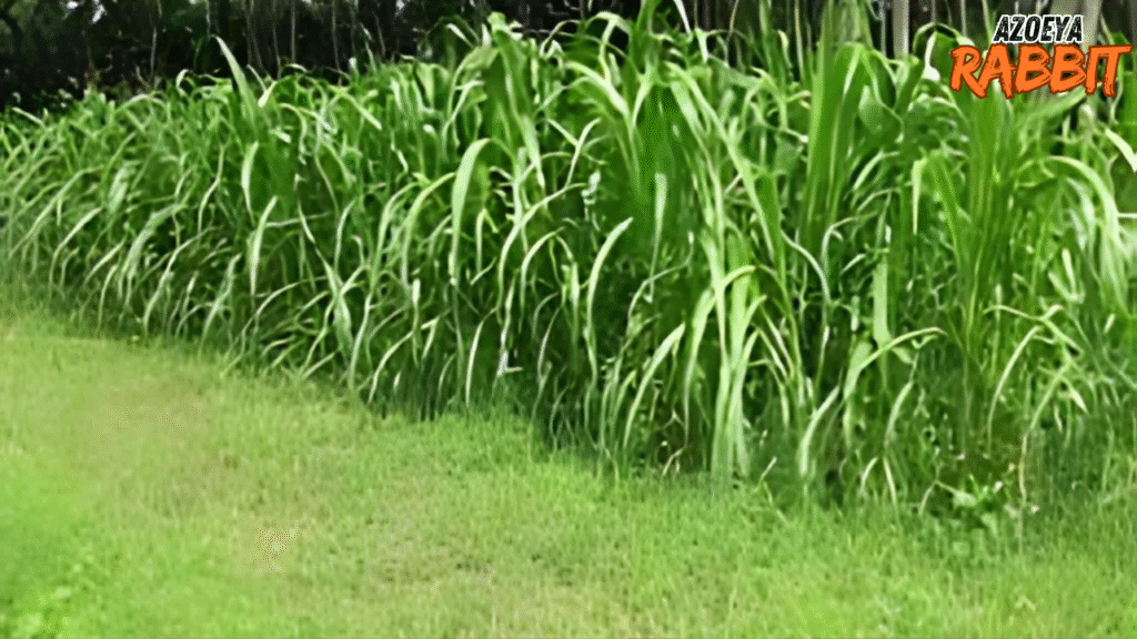 Rumput yang bagus untuk kelinci