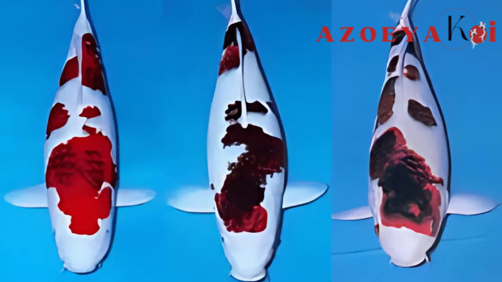 Memilih Warna Ikan Koi yang Cocok dengan Karakter Anda