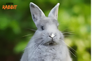 7 Tanda Kelinci Tidak Bahagia dan Butuh Perhatian Lebih dari Anda! 21 7 Tanda Kelinci Tidak Bahagia dan Butuh Perhatian Lebih dari Anda!