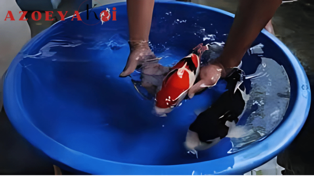 Cara Memancing Ikan Koi