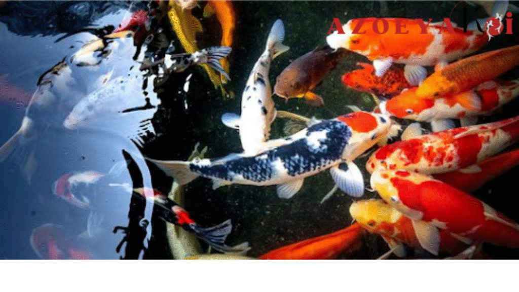 Ikan Koi Spesies Unik yang Langka dan Mahal