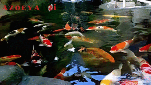 Ikan Koi dan Kebudayaan Populer Dari Film hingga Game