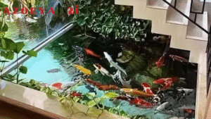 Ikan Koi dan Pengaruhnya dalam Desain Interior 19 Ikan Koi dan Pengaruhnya dalam Desain Interior