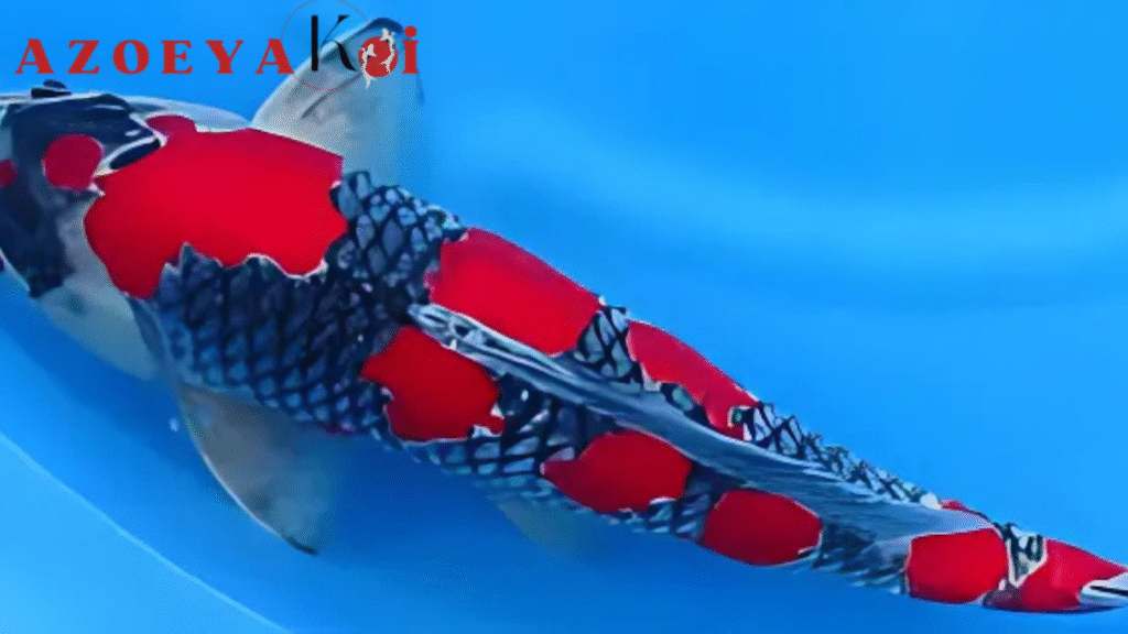 Kumonryu 6 Ikan Koi dan Variasi Warna yang Menakjubkan