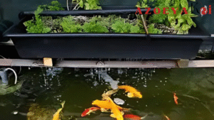 Memasukkan Ikan Koi ke dalam Sistem Aquaponik
