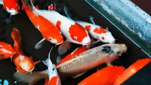 Ikan Koi dan Perannya dalam Pengendalian Gulma