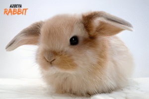 10 Cara Mengatasi Kelinci yang Suka Menggigit dalam Waktu Singkat!