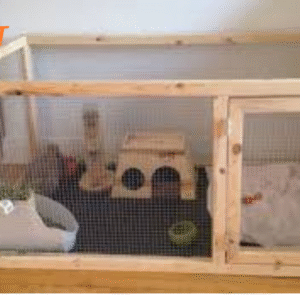 10 Kesalahan Memilih Kandang Kelinci yang Membuatnya Tidak Nyaman