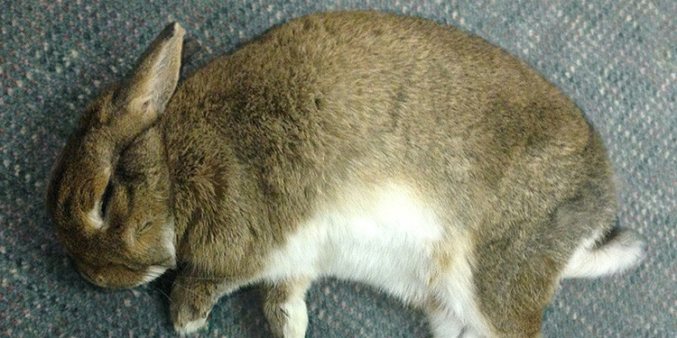 10 Tanda Kelinci Akan Mati dan Langkah Darurat yang Harus Dilakukan!