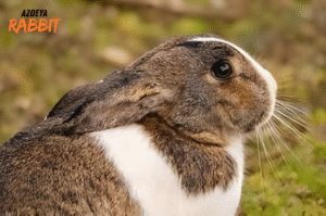 12 Kebiasaan Buruk Kelinci yang Menandakan Ada Masalah Serius