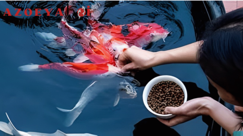 Gagal Fokus! 7 Kesalahan Perawatan Koi Ini Bikin Dompet Jadi Tipis