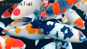 Ikan Koi Mata Uang Spiritual dan Emosional