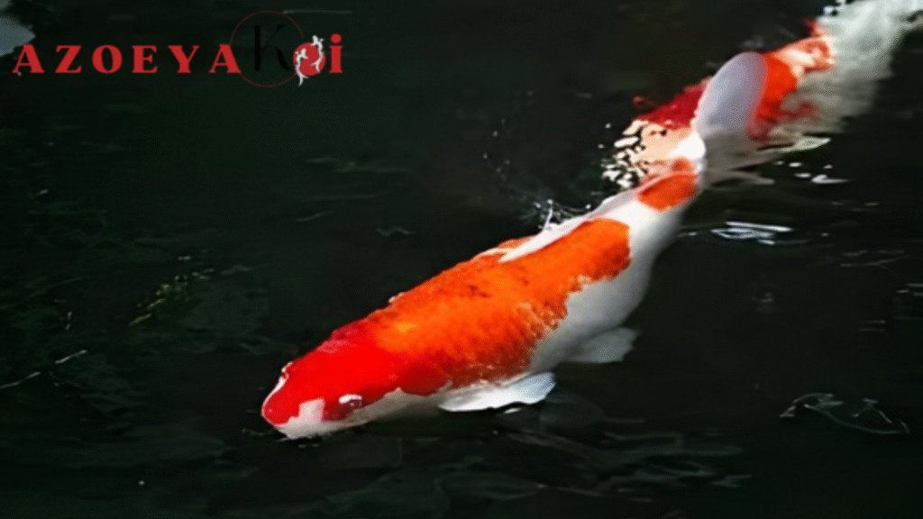 Koi Lo Galau 7 Tanda Ikan Koi Stres dan Solusi Jitunya di Sini!