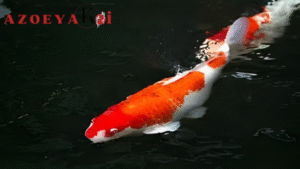 Koi Lo Galau 7 Tanda Ikan Koi Stres dan Solusi Jitunya di Sini!
