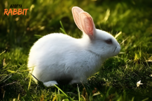 5 Dampak Buruk Memelihara Kelinci di Ruangan Terlalu Dingin!