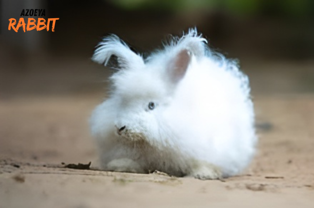 5 Kebiasaan Buruk Pemilik Kelinci yang Merusak Kesehatan Hewanya!