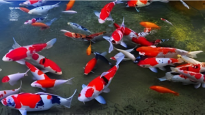 10 Inspirasi Kolam Koi Indoor yang Bikin Hunian Makkeun Elegan 2 5 Langkah Anti Gagal Budidaya Koi untuk Hasil yang Bikin Happy