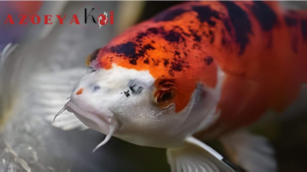 5 Ramuan Alami Super untuk Koi Sehat dan Kebal Penyakit, Dijamin Ngefek!