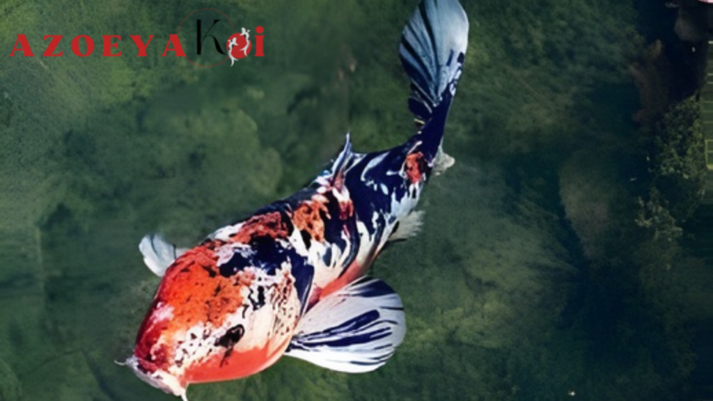 7 Fakta Keren Ikan Koi yang Bikin Lo Langsung Kepo dan Pengin Punya