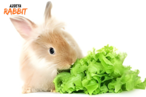 Apa Makanan Terbaik untuk Kelinci Agar Tetap Sehat